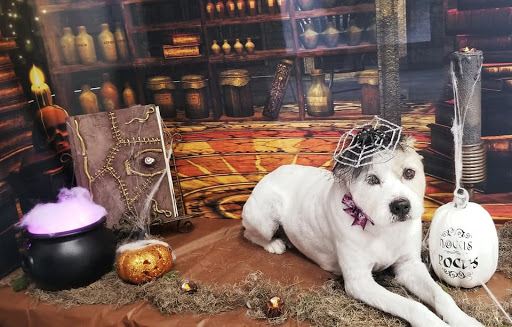 Cosmic Canines Pet Salon & Spa - Thumbnail