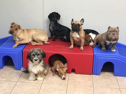 Kennedy Canine Center - Thumbnail