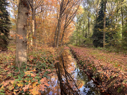 Sonse bos - Thumbnail