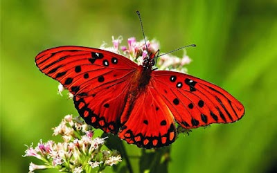 Photos of Butterfly Park And Research Centre Jahangirnagar University