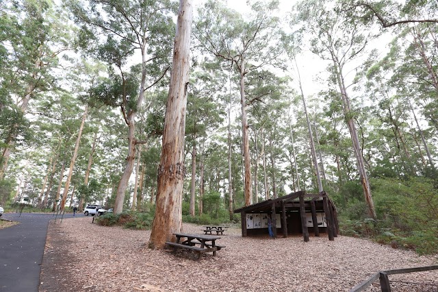 Gloucester Tree