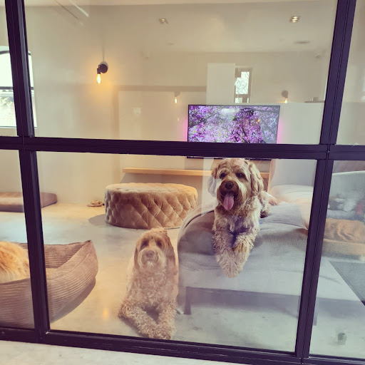 www.mydogresort.nl - Thumbnail