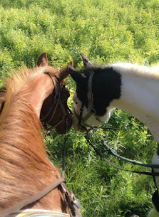 One Trick Pony Rides 542 Kautz Hollow Rd, Johnsonville, NY 12094