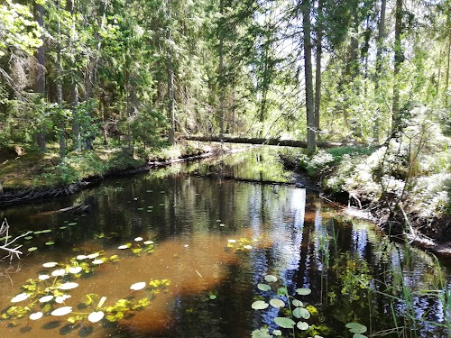 Saare järve õpperada