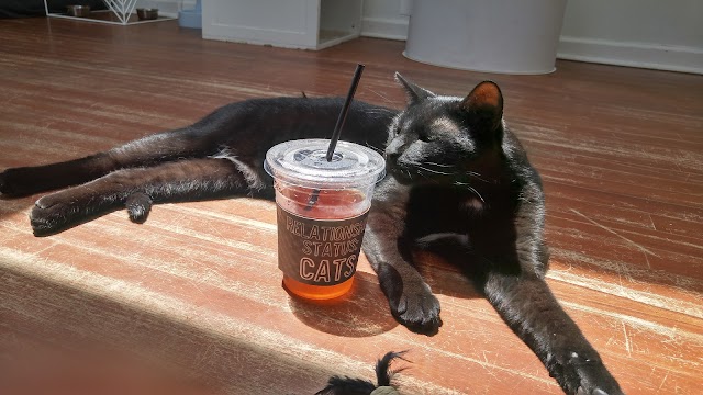 Crumbs & Whiskers