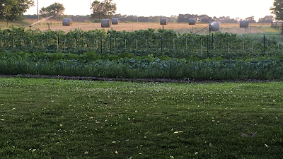 Rocky Suns Farm