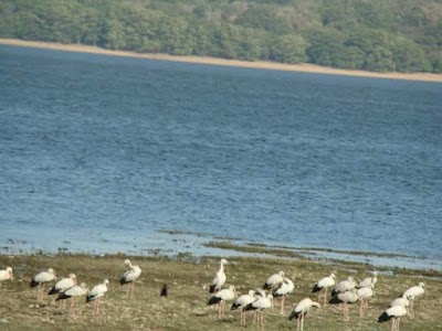 Photos of Minneriya National Park SAFARI