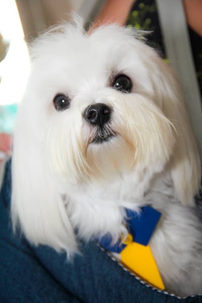 Photos of Cat & Dog and Other Critters Veterinary Clinic 24 hours