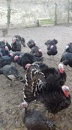 Photo n°14 de Ferme des Sueurs à Le Val-Saint-Germain (Ferme bio)