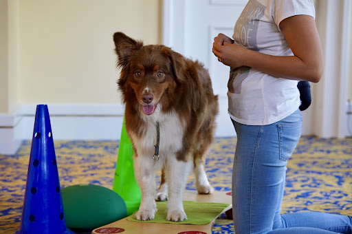 Hundephysio Antje Nübel - Thumbnail