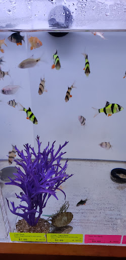 Creation Pet - Visual