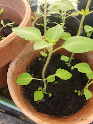 Photo n°20 de Pauline Pinel - Magnétisme - Soins Chamaniques à Gazaupouy (Praticien de médecine alternative)