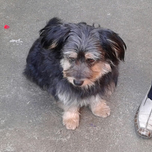 Bild: Billy's Hundesalon Hund