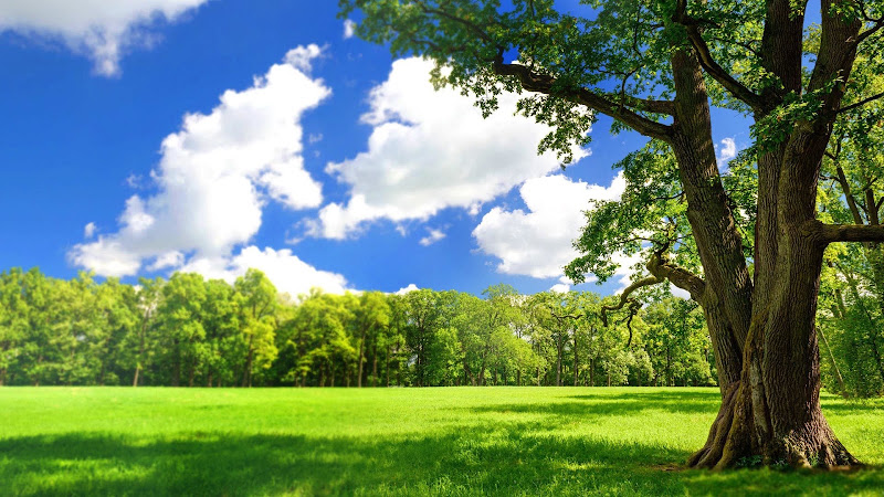 Tree Solutions