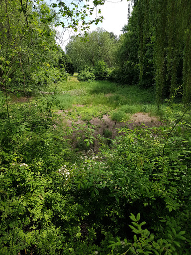 Birkenwäldchen - Thumbnail