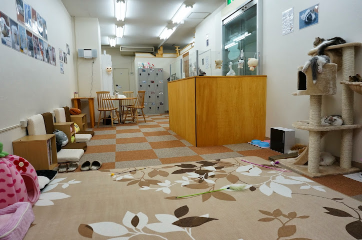 Cat Cafe Nyankoto by null