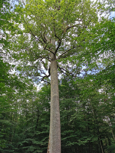 Chêne Stebbing- Forêt Domaniale de Tronçais - Thumbnail