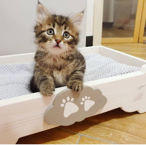 Petplaying - Visual