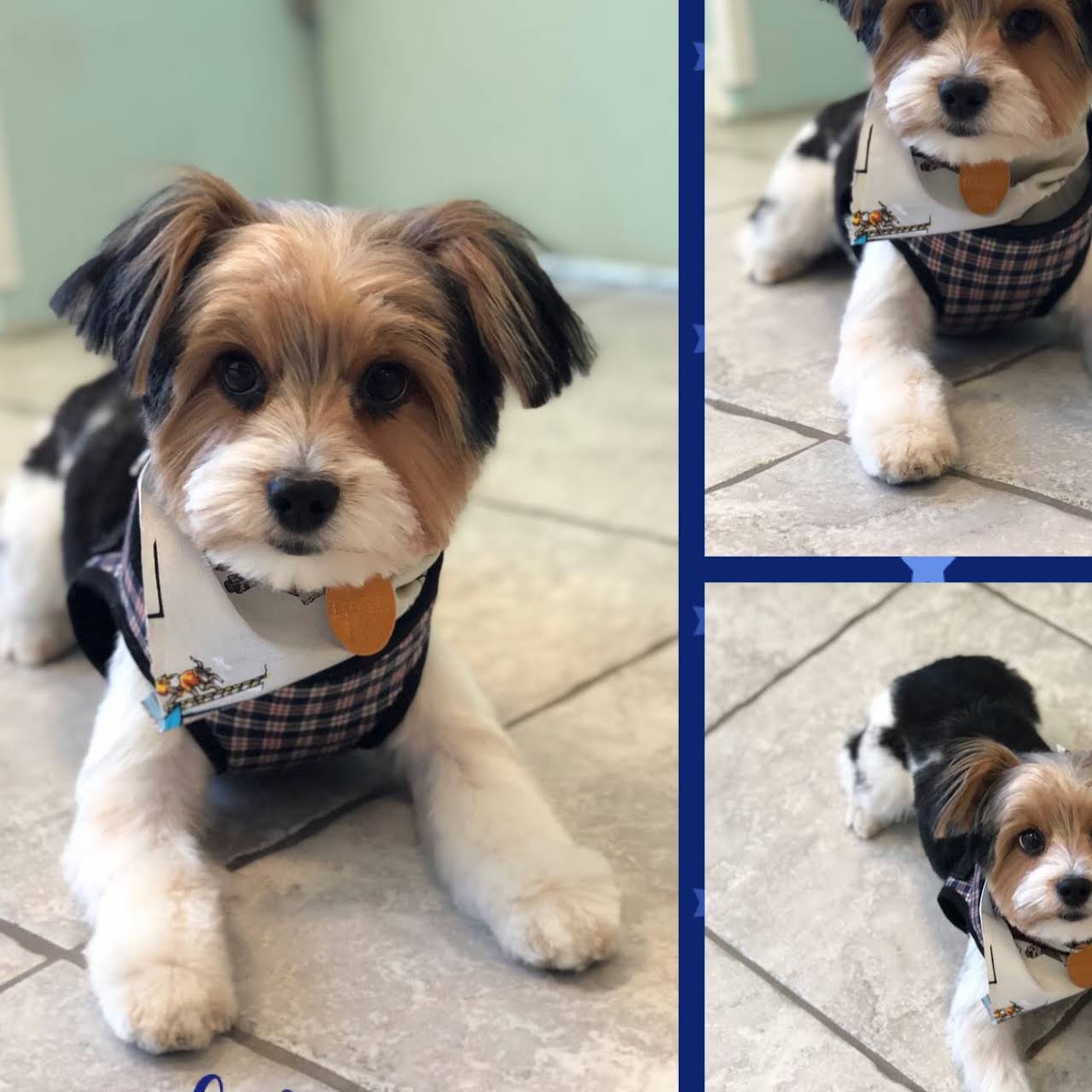 Happy Tails Pet Grooming Salon - Eastchester Pet Services
