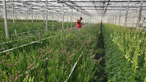 Quik's Farm Ltd