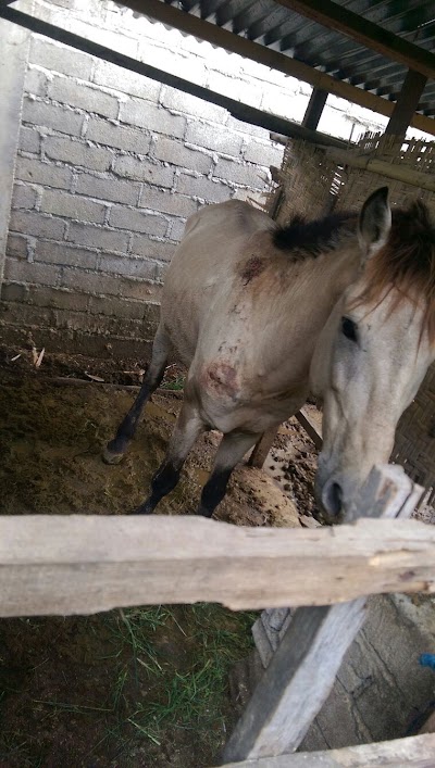 Photos of Gili Air Horse Riding