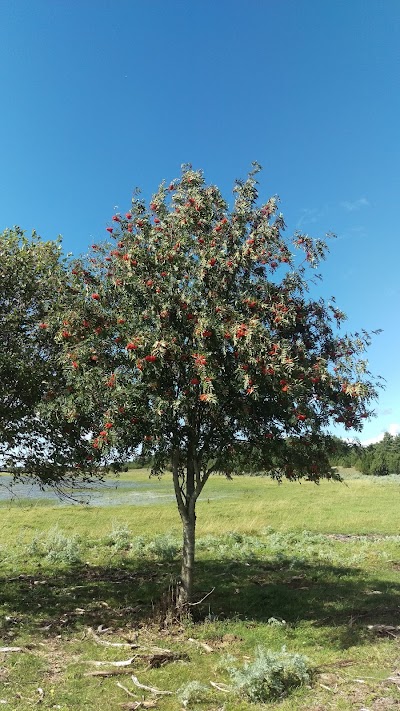 Photos of Rumpo linnuvaatlusplatvorm