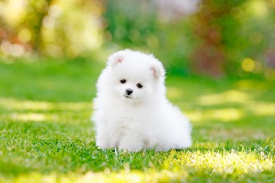 Photos of Pet Smile Hayvan Hastanesi GOP