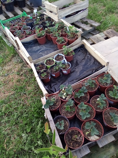 Photo de Les jardins du Maine à Torcé-en-Vallée (72110)