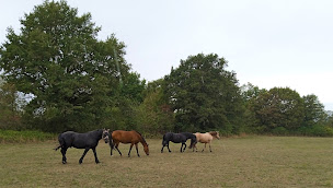 Photo n°2 de Karine Dersoir - Médiation équine 49 à Ombrée d'Anjou (Praticien de médecine alternative)