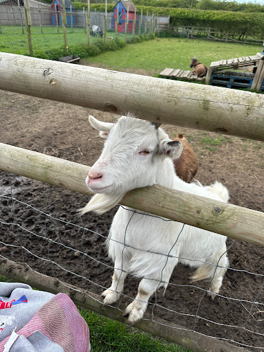 Burntwood Alpaca & Animal Experience - Thumbnail