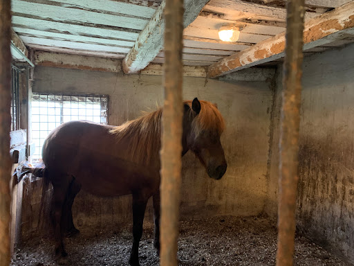 Iskrokens Icelandic horses - Thumbnail