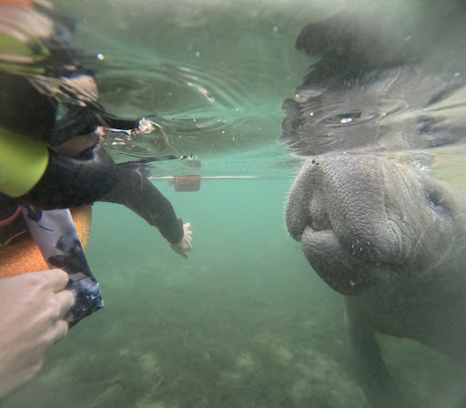 Fun 2 Dive - Swim with Manatees - Thumbnail