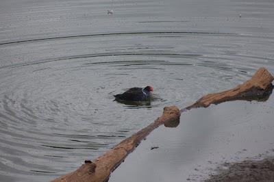 Photos of Hasties Swamp Bird Hide