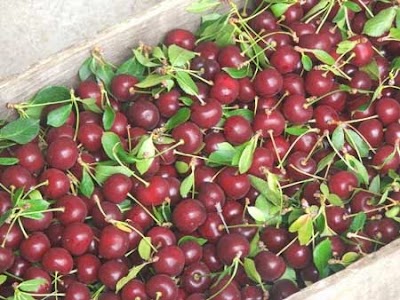 Photos of King Orchards