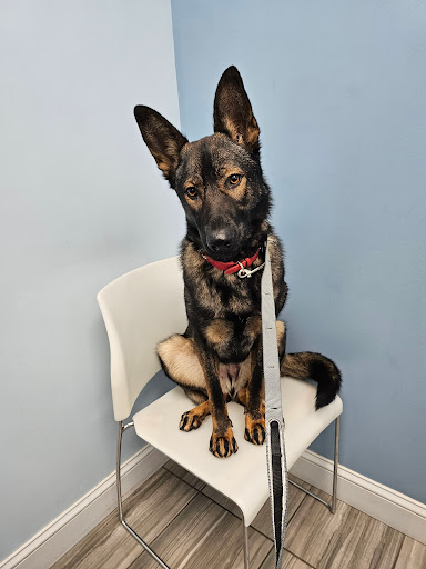 Queens Midway Animal Hospital - Thumbnail