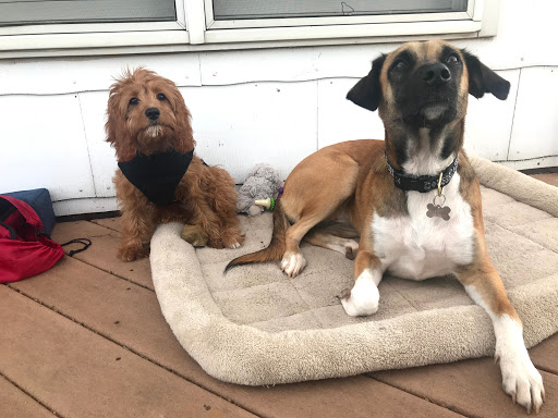 Round Valley Animal Hospital - Thumbnail