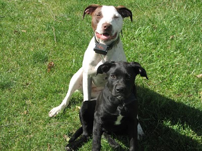Photos of Happy Tails Pet Hospital