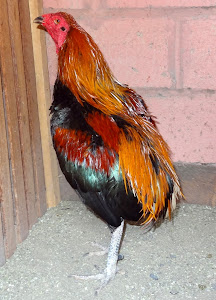 Criadero De Aves Finas, Criadero Vienrich 7