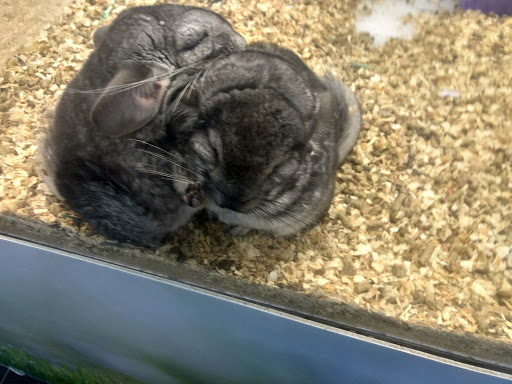 GrandPET Boutique Gallery - Mexico