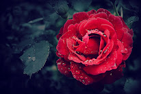 Fleurs Borini à Contamine-sur-Arve