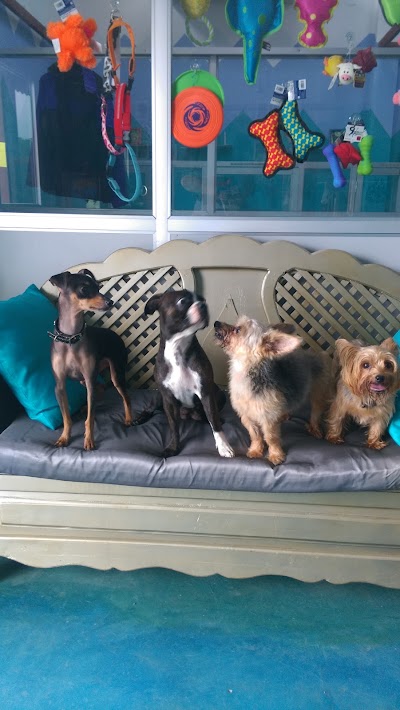 Photos of Dogs Fit Spa & Hotel
