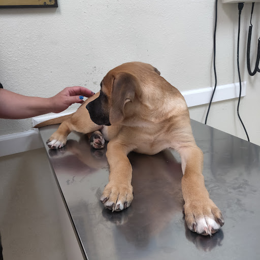Broadway Pet Hospital - Thumbnail