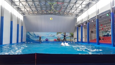 Photos of Nemo