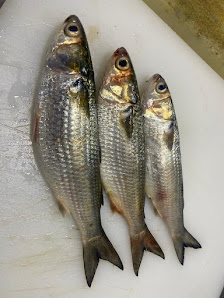 Foto de Pescadería la Marina de San José Todas