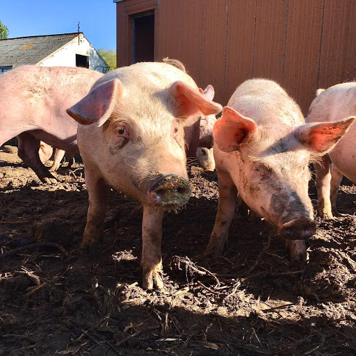 Photo de Ferme Vernaelde à Coudekerque-Village (59229)