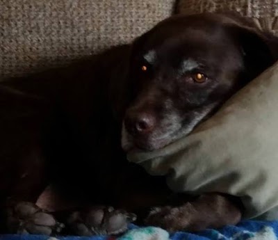 Photos of Crown Veterinary Specialists