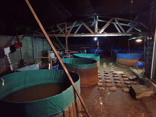 Keijo Aquaponics Budidaya & Pembibitan Ikan Lele