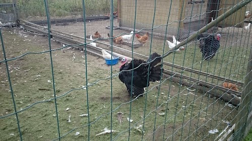 Nurmenuku Puhkekeskus | Eesti Raskeveohobune