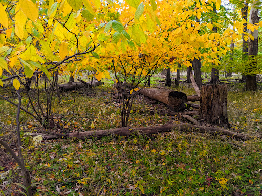 Scott Woods Park - Thumbnail