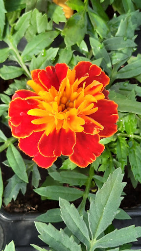 La Voivrotte Horticulture - Thumbnail